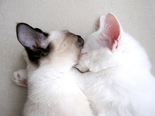 开云体育在线入口-印度乒乓球队未来发展：如何从青训开始崛起，印度人打乒乓球