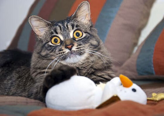 开云电竞-弗赖堡锋线冲击力增强打出关键突破,弗赖堡前锋