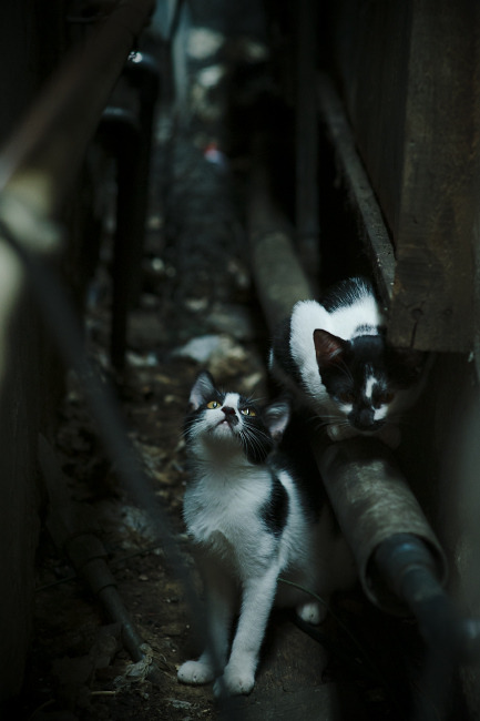 开云体育网页版-伤病潮来袭教练面临人员调配难题考验应变能力，教练员赛场应变